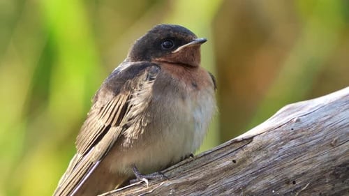 Close up shot of a Welcome Swallow (Hirundo neoxena) perched on a branch in its natural habitat,