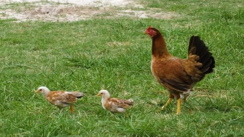 Hen and Chicks Foraging in Green Grass