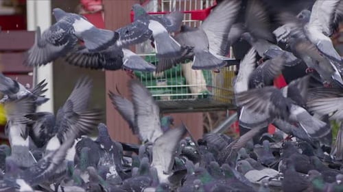 Animal Bird Pigeons On The Ground 19