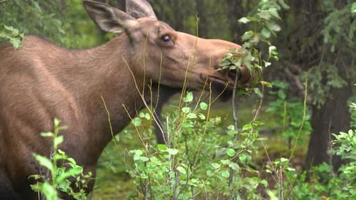 Moose eating plants in the forest