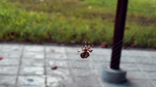 Spider spins its web in slow motion waiting for an insect to land on it.. Slow motion 4k