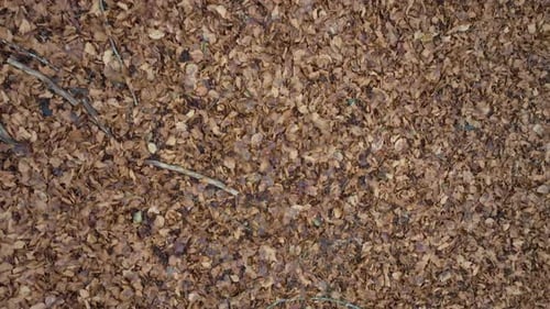 Autumn Leaves in the Forest