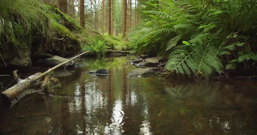 Calm waters and rich greenery capture the essence of a peaceful forest stream. Nature background in