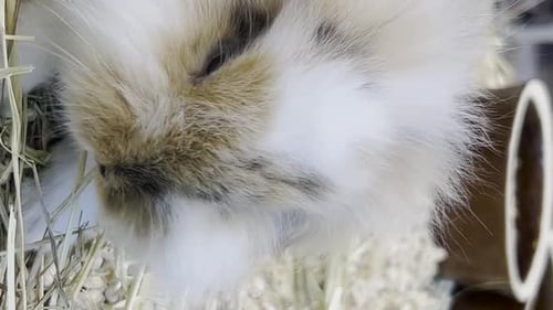 Fluffy Rabbit Resting Peacefully in Cage Close-Up