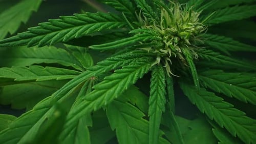 Macro Cannabis Plant Bush in Green Smoke Cloud Organic Grow of Herbal Indica