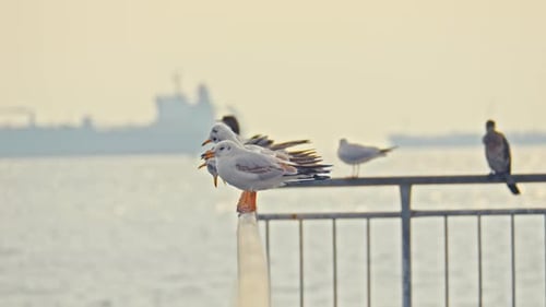 Seagulls Perched Peacefully on Railing Near the Ocean