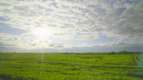 Coucher de soleil et champ de blé, ime-lapse