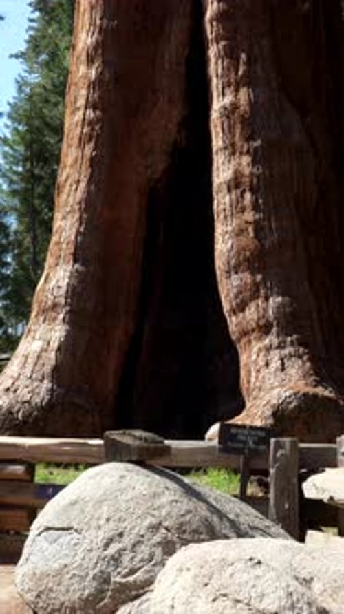 Séquoia géant dominant le ciel dans le parc national de Californie
