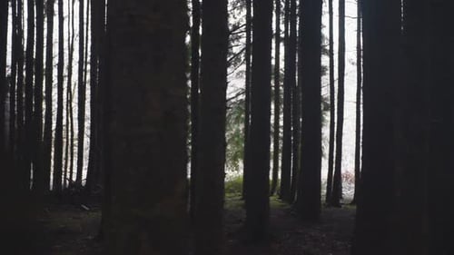 Dunkler und dichter Wald mit silhouettierten Baumstämmen an einem nebligen Wintertag. - Panning Shot