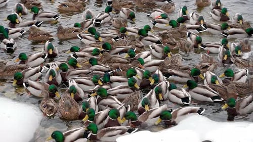 A large group of wild ducks swim in the icy water in a hole in a frozen river.