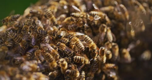 Bienen arbeiten und produzieren Honig im Bienenstock