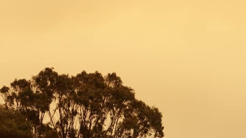 Hazy Yellow Sky From Bush Fires With Tall Gum Trees Swaying Moving In Strong Powerful Winds,