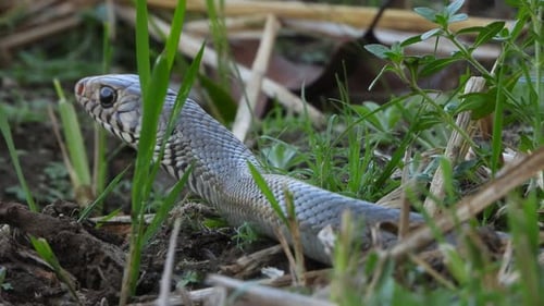Un serpent rat dans la zone d'un étang en herbe attend un indiscret.