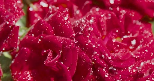 SLO MO Rain Drops Falling on Red Roses