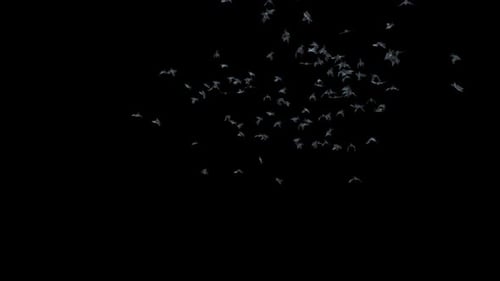 Creepy Swarm of Flying Bats Animation for Halloween