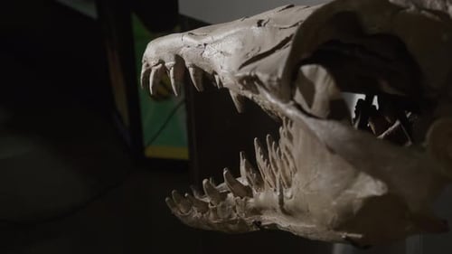 Chrysocetus Fouadasii skeleton - aquatic dinosaur fossil skull dramatic lighting