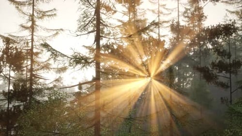 Radiant Sunset Rays Illuminating Pine Tree