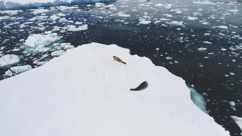Antarctic Crabeater Seal Rest on Iceberg Aerial View