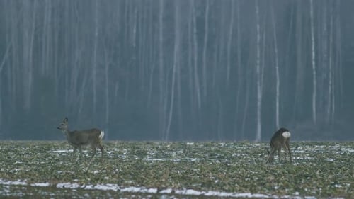 European roe deer flock eating on rape raps field in evening dusk