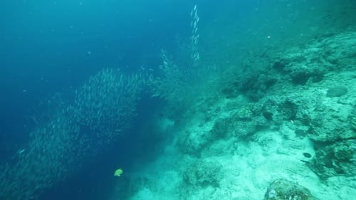 Sardines School Swims Creating Various Patterns in Ocean