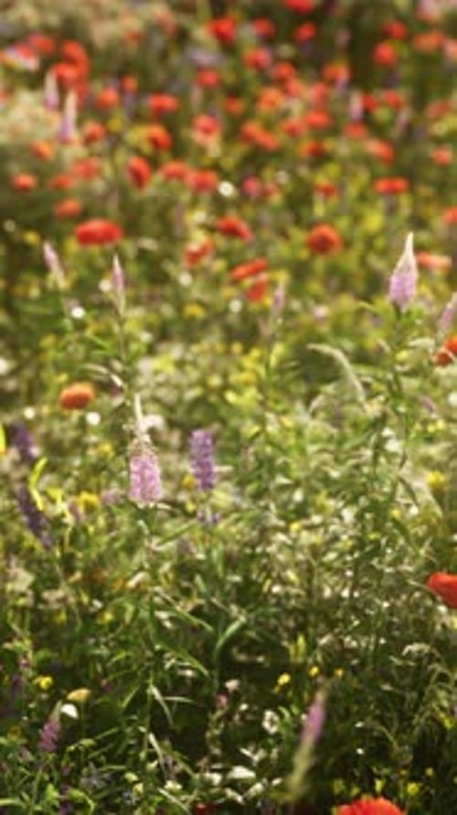 Beautiful Sunny Day in Countryside