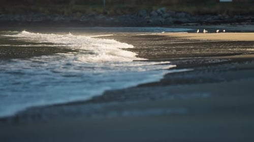 Die
Wellen rollen langsam an den Untiefen des Sandstrandes von Ersfjord. Möwen sitzen am sonnenbeschienenen Strand.