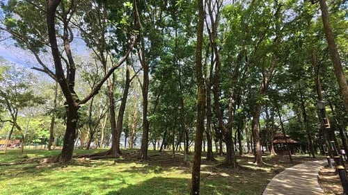 A lush tropical park with tall, shade-giving trees. Beneath, walkways and resting spots