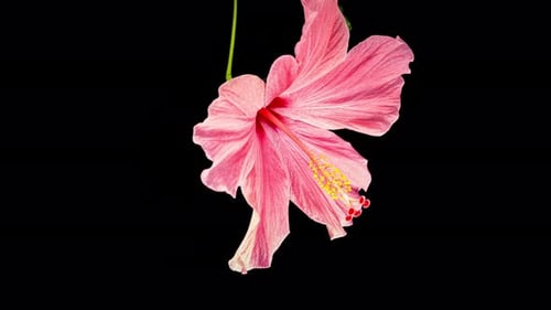 Pink Hibiscus Closes Big Flower in Time Lapse on a Green Variegated Leaves. Blooming Red Plant