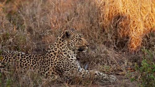 Leopard ruht in der afrikanischen Savanne