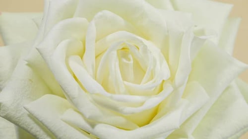 Flor aberta de rosa verde amarela em fundo de Time Lapse. O broto branco se abre e floresce