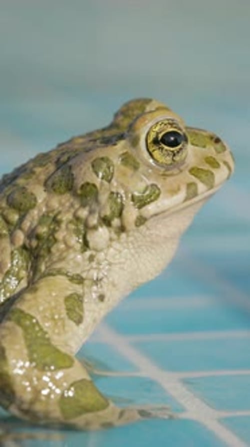 Crapaud sur le bord d'une piscine en position verticale