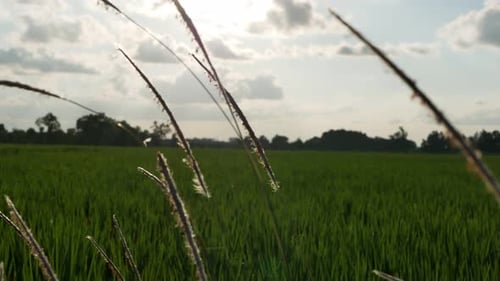 agricultural footage