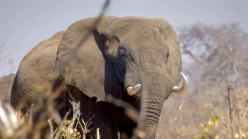 African Elephant Walking, Afirca
