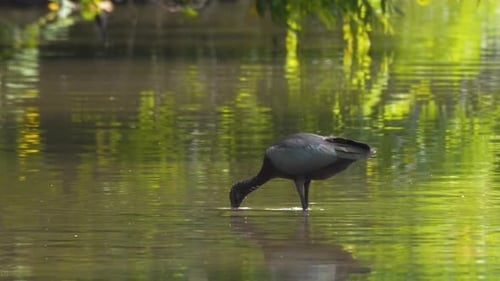 Footage Of Glossy Ibis Bird Feeding In Water