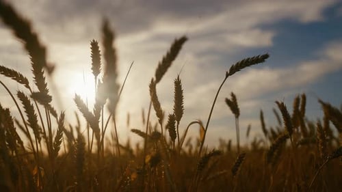 Vom Wind wiegende Roggenohren auf wunderschönen Feldern im Sommer Zeitlupe Ländliche Aussicht Malerische Landschaft in