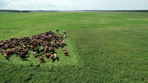 Countryside Dairy Farm Brown Cows and Calves Grazing in a Green Field of Grass View From a Height