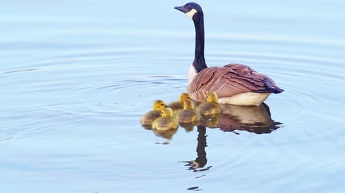 Goose with Goslings Swimming in Calm Lake Water