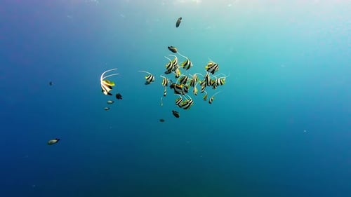 Schooling Bannerfish In Clear Deep Water In Dahab, Egypt - Underwater Shot