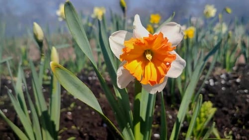 Narcissus Close Up Beautiful Flower White Orange Petals Stamens Green Leaves