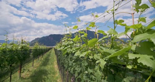 Landscape of Agricultural Fields of Vineyards in the Dolomite Alps