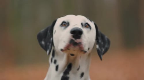 Young Dalmatian Dog