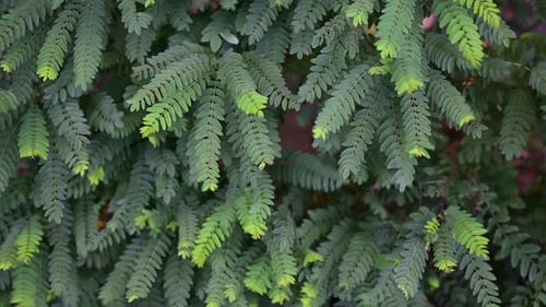 Closeup of green fern-like leaves in dense pattern