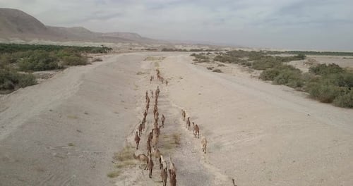 Flying over Camels Herd in the desert