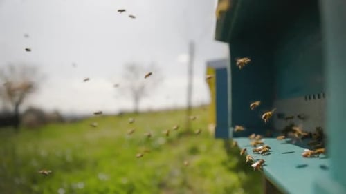 Honey Bees Swarming Blue Beehive in Rural Setting