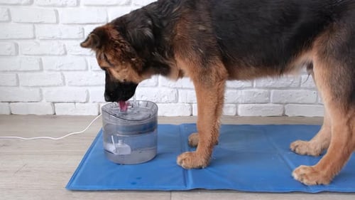 lindo cachorro de pastor alemán bebiendo de una fuente de agua para mascotas en casa