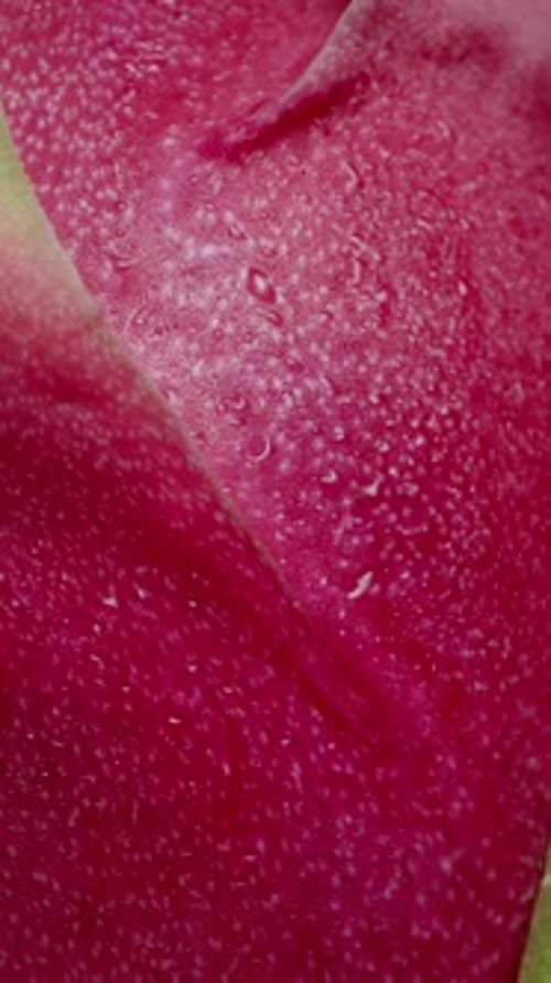 Vertical video. Red Pitaya or Dragon Fruit rotating on a black background, macro zoom, falling.