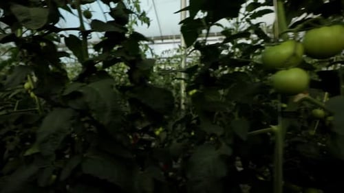Green Tomatoes Growing on Vines in Greenhouse Abundance