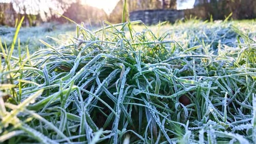 Nahaufnahme von gefrorenem Gras, bedeckt mit Eiskristallen, während die goldene Morgensonne ein Linsenlicht erzeugt