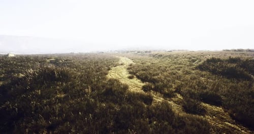 Wide Path Through Tall Grass in a Serene Natural Landscape at Sunrise