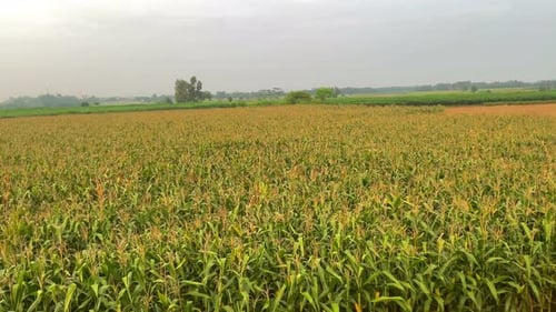 corn farming background